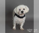 Small #2 Shih Tzu