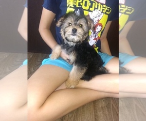Morkie Puppy for sale in STERLING HEIGHTS, MI, USA