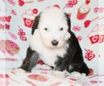 Small Photo #6 Sheepadoodle Puppy For Sale in ASPERMONT, TX, USA