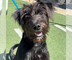 Small Photo #2 Poodle (Miniature)-Unknown Mix Puppy For Sale in San Diego, CA, USA