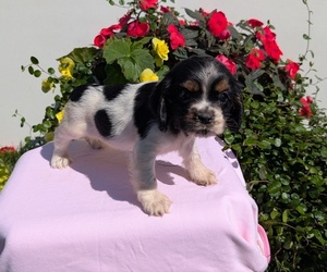 Medium Cocker Spaniel