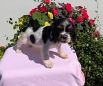 Puppy Tara Cocker Spaniel