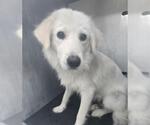 Small Great Pyrenees Mix