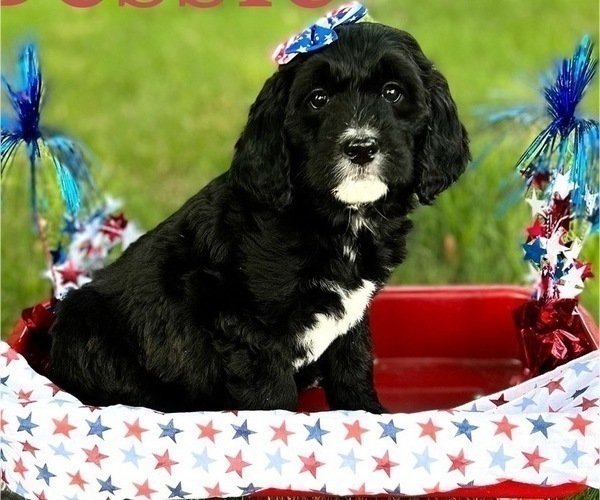 Medium Photo #3 Bernedoodle Puppy For Sale in PERRYSVILLE, OH, USA
