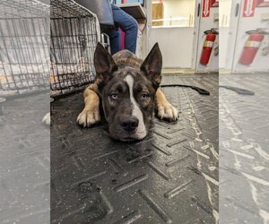 Huskies -Mastiff Mix Dogs for adoption in Pottstown, PA, USA