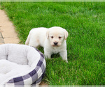 Small #4 Labrador Retriever