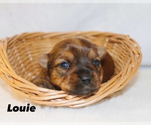 Medium Photo #4 Yorkshire Terrier Puppy For Sale in HILLSBORO, TX, USA