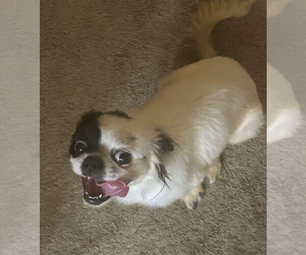 Medium Photo #2 Japanese Chin-Unknown Mix Puppy For Sale in Lakewood, CO, USA
