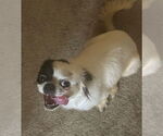 Small #1 Japanese Chin Mix