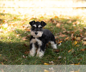 Schnauzer (Miniature) Puppy for sale in NAPPANEE, IN, USA