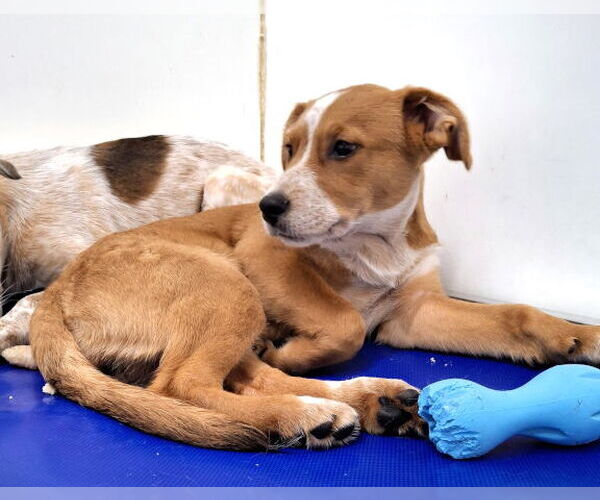 Medium Photo #5 Red Heeler-Unknown Mix Puppy For Sale in Mountain View, AR, USA
