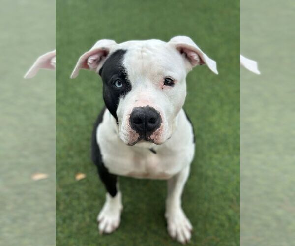 Medium Photo #2 American Bulldog Puppy For Sale in Pompano Beach , FL, USA
