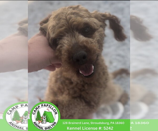 Medium Photo #1 Poodle (Miniature) Puppy For Sale in Stroudsburg, PA, USA
