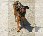 Small #11 Mutt