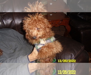 Poodle (Miniature) Puppy for sale in DULUTH, GA, USA