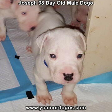 Medium Photo #67 Dogo Argentino Puppy For Sale in PINEVILLE, MO, USA