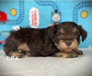 Schnauzer (Miniature) Puppy for sale in WINNSBORO, LA, USA