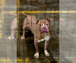 Small Photo #5 Bulldog-Unknown Mix Puppy For Sale in Jackson, MS, USA