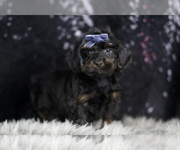 Medium Photo #7 YorkiePoo Puppy For Sale in WARSAW, IN, USA