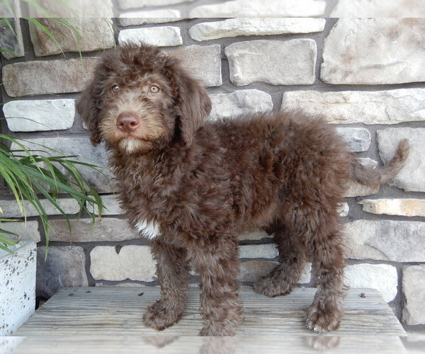 Medium Photo #1 Miniature Labradoodle Puppy For Sale in MILLERSBURG, OH, USA