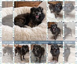 Pomeranian-Unknown Mix Dogs for adoption in Mesa, AZ, USA