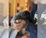 Small #5 French Bulldog