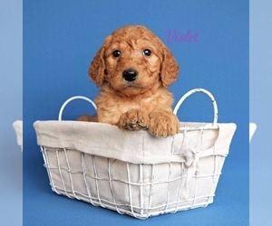 Goldendoodle (Miniature) Puppy for sale in NEW PARIS, IN, USA