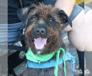 Poodle (Standard)-Retriever Mix Dogs for adoption in Washington, DC, USA