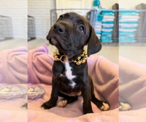 Mutt Dogs for adoption in Goodyear, AZ, USA
