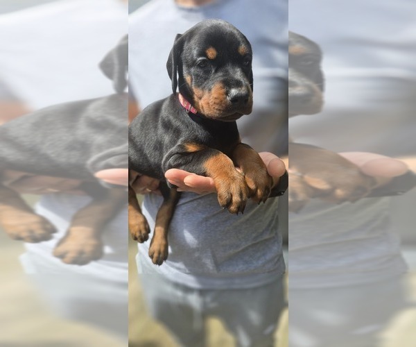 Medium Photo #3 Doberman Pinscher Puppy For Sale in WHEELING, IL, USA