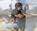 Small Photo #16 Doberman Pinscher Puppy For Sale in WHEELING, IL, USA