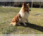 Small Photo #1 Shetland Sheepdog Puppy For Sale in KINGSPORT, TN, USA