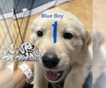 Puppy 5 Golden Retriever