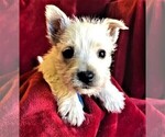 Small Photo #1 West Highland White Terrier Puppy For Sale in ROLLA, MO, USA