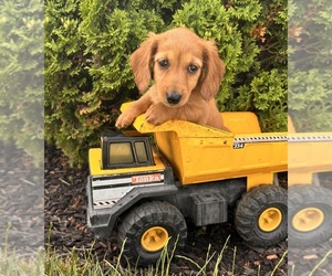 Dachshund Puppy for sale in MIDDLEBURY, IN, USA