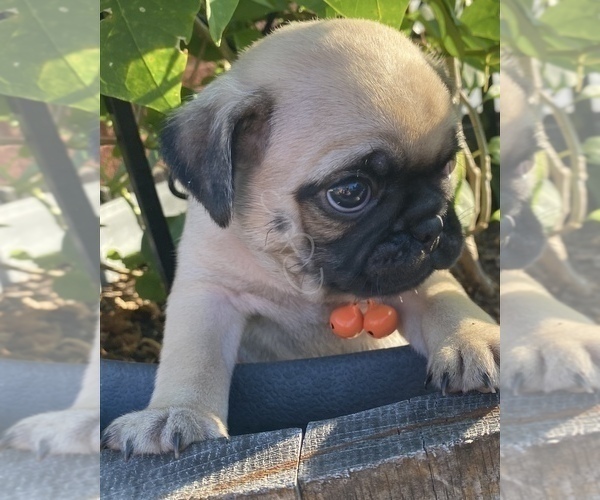 Medium Photo #3 Pug Puppy For Sale in BONAIRE, GA, USA
