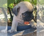 Small Photo #3 Pug Puppy For Sale in BONAIRE, GA, USA