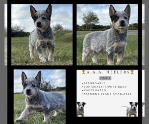 Australian Cattle Dog Puppy for sale in ZOLFO SPRINGS, FL, USA