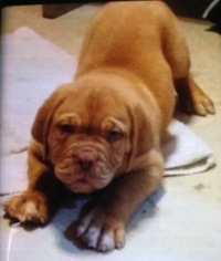 Dogue de Bordeaux Puppy for sale in TALIHINA, OK, USA