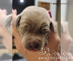 Small Photo #72 Labrador Retriever Puppy For Sale in POCAHONTAS, IL, USA