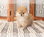 Small Photo #2 Pomeranian Puppy For Sale in NAPLES, FL, USA