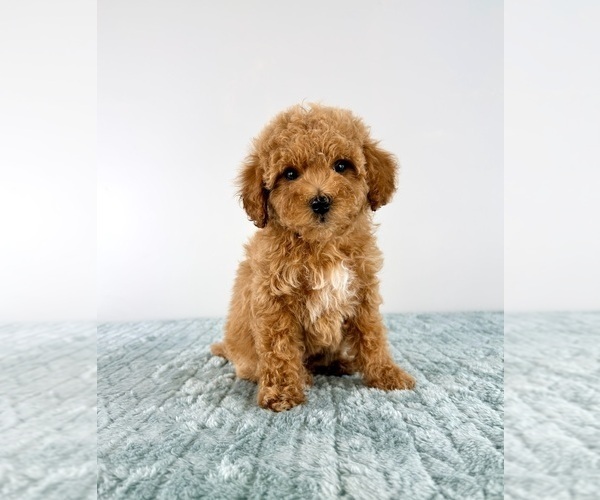 Medium Photo #4 Cavapoo (Miniature) Puppy For Sale in GREENFIELD, IN, USA
