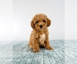 Small #3 Cavapoo (Miniature)