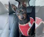 Small #3 Miniature Pinscher