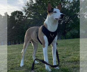 Ausky Dog for Adoption in ATLANTA, Georgia USA