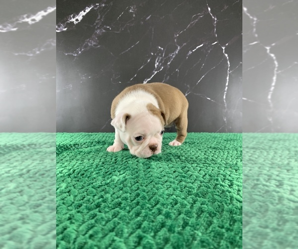 Medium Photo #37 Boston Terrier Puppy For Sale in TULARE, CA, USA