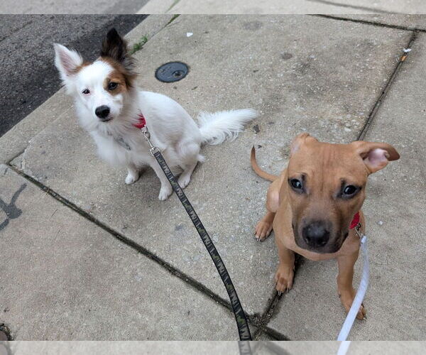 Medium Photo #3 Mutt Puppy For Sale in Philadelphia, PA, USA