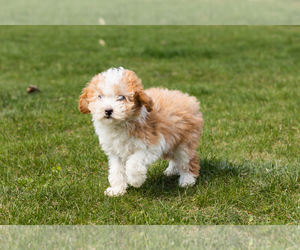 Aussiedoodle Miniature -Poodle (Miniature) Mix Puppy for sale in MILFORD, IN, USA