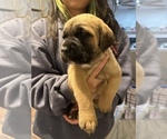 Small Photo #23 Cane Corso-Saint Bernard Mix Puppy For Sale in LIVERMORE, CA, USA