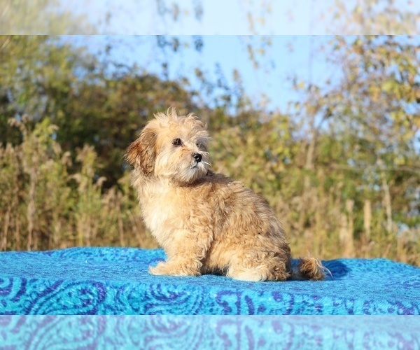 Medium Photo #17 ShihPoo Puppy For Sale in DYERSBURG, TN, USA